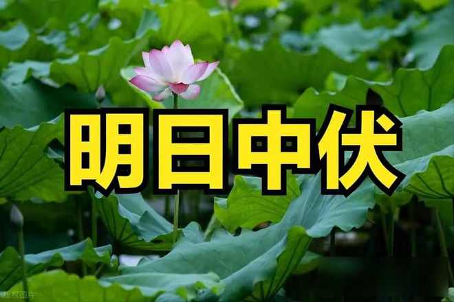 日高温下的健康危机与应对策略新葡京“热在三伏”：揭秘夏(图3)